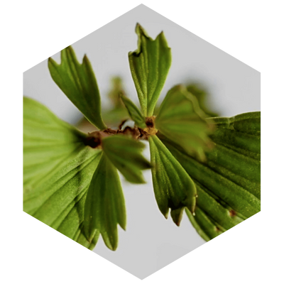 Hexagonal tile with a close-up of green leaves on a white background