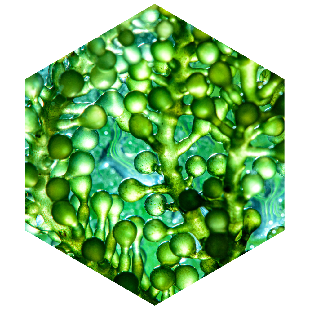 Close-up of green algae or similar microorganisms under a hexagonal filter.