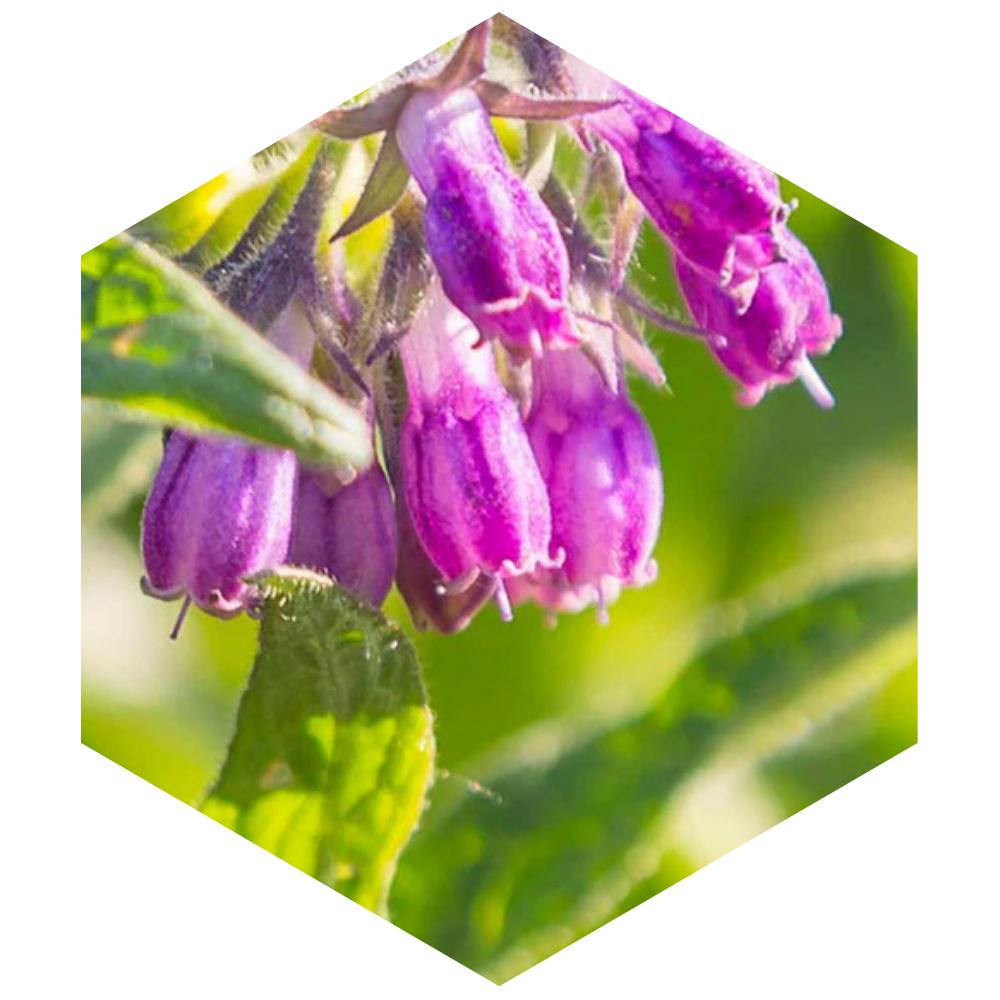Close-up of purple flowers with green leaves on a white background